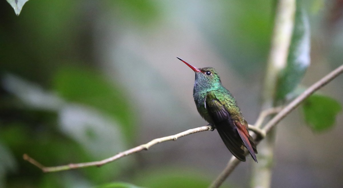 Rufous-tailed Hummingbird - ML619489795