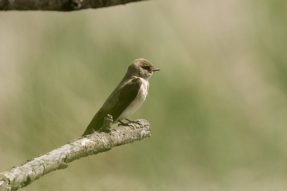 Northern Rough-winged Swallow - ML619489800