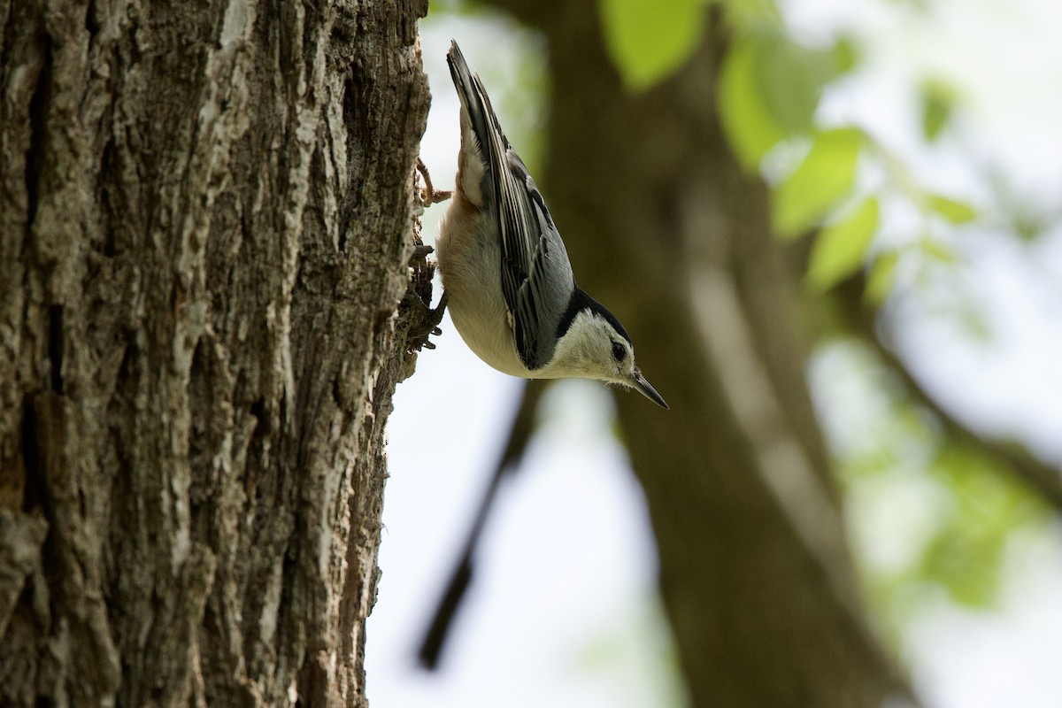 White-breasted Nuthatch - ML619489837