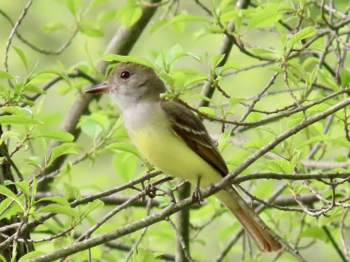 Great Crested Flycatcher - ML619489853