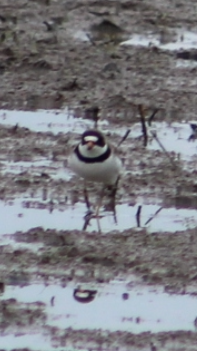 Semipalmated Plover - ML619489855