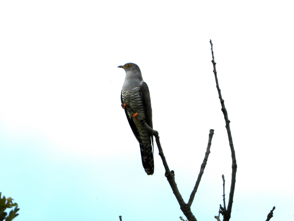 Common Cuckoo - ML619489896