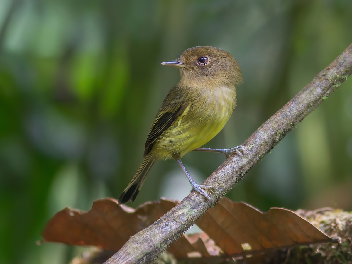 Kaempfer's Tody-Tyrant - Hemitriccus kaempferi - Birds of the World