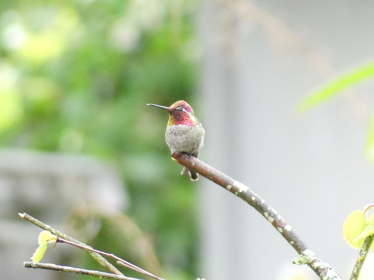 Anna's Hummingbird - ML619490003
