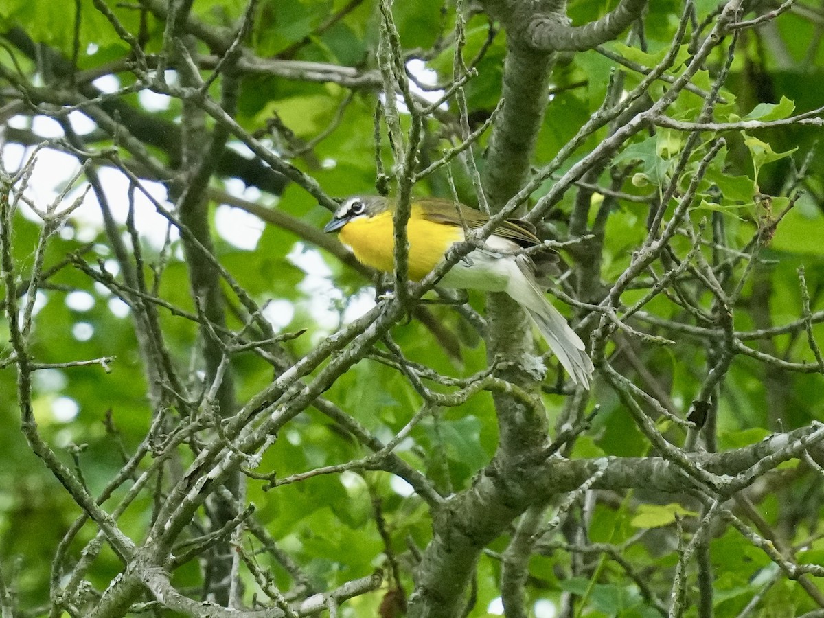 Yellow-breasted Chat - ML619490013