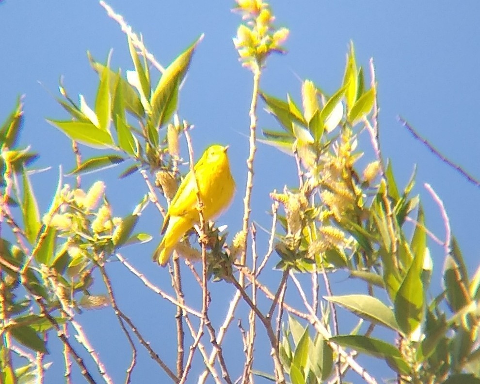 Yellow Warbler - ML619490023
