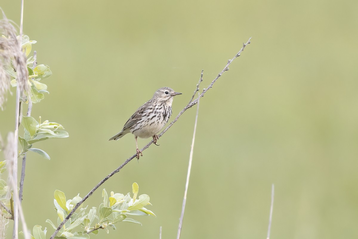 Meadow Pipit - ML619490057