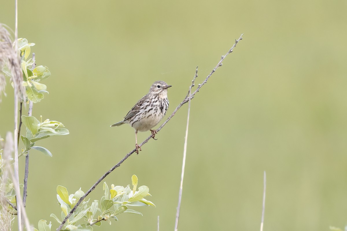 Meadow Pipit - ML619490058