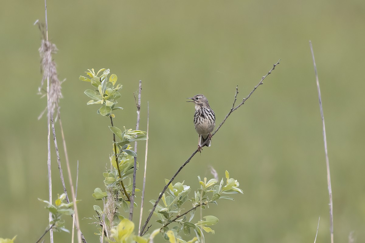 Meadow Pipit - ML619490059