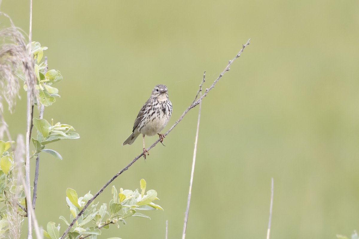 Meadow Pipit - ML619490060