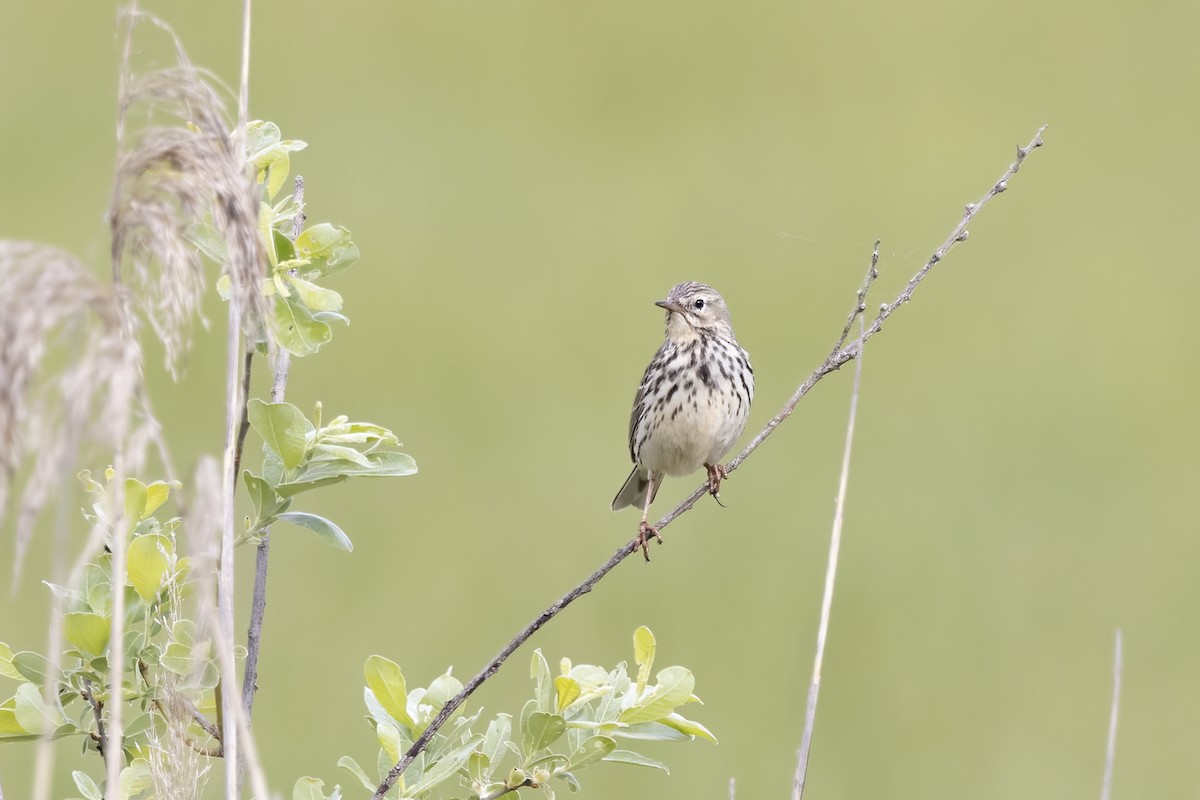 Meadow Pipit - ML619490061