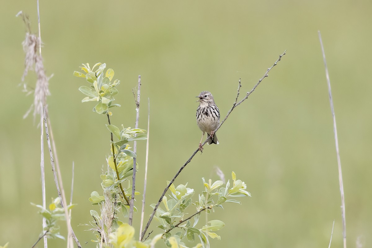 Meadow Pipit - ML619490062