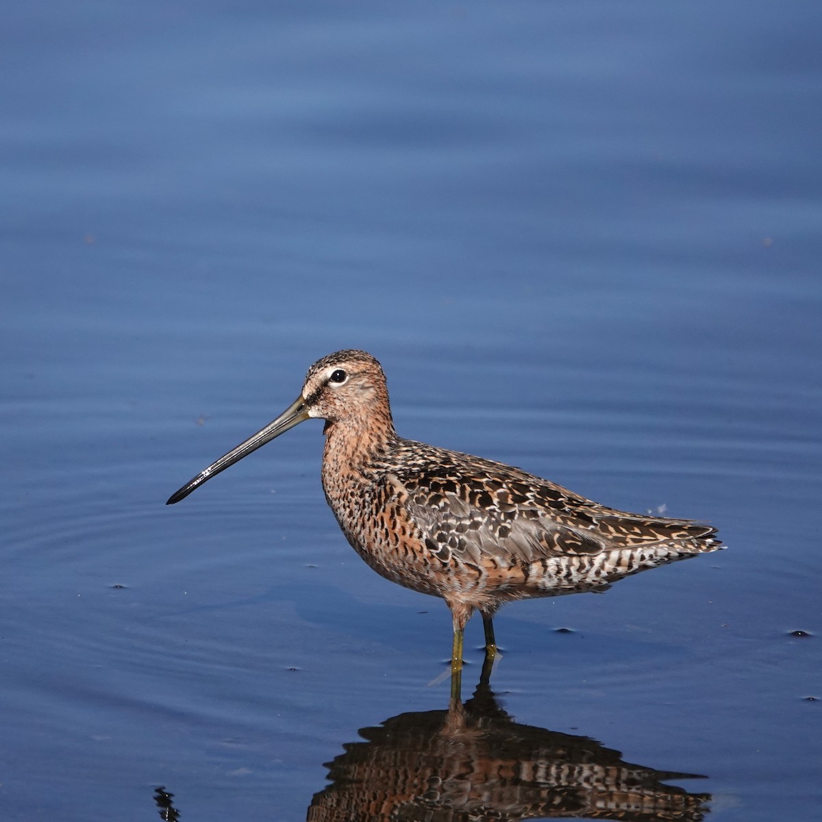 Long-billed Dowitcher - ML619490078