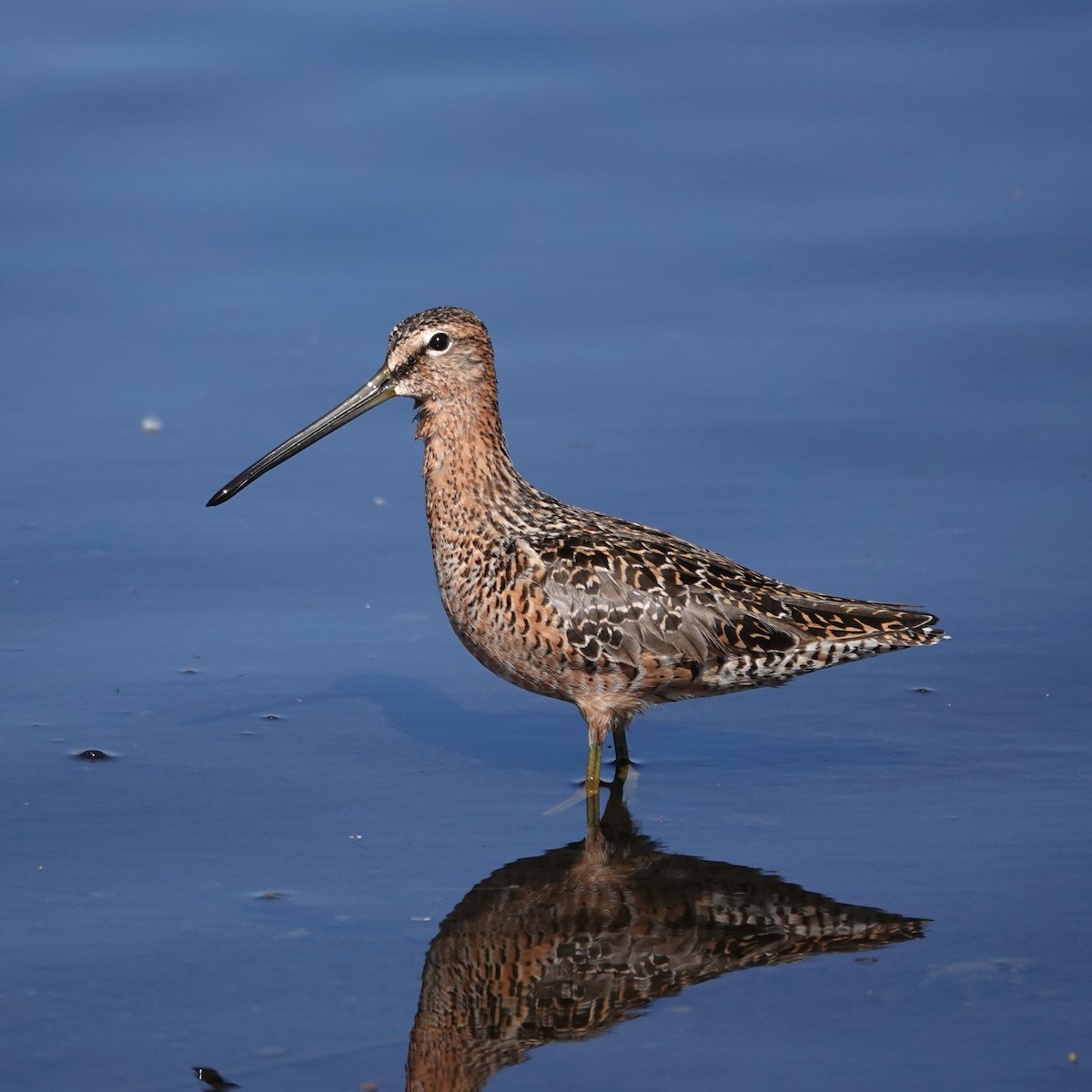 Long-billed Dowitcher - ML619490079