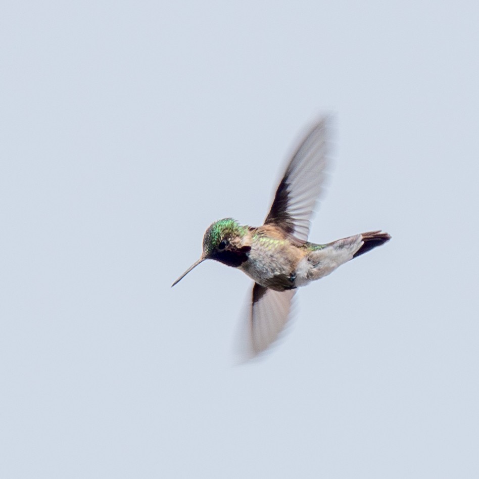Broad-tailed Hummingbird - ML619490083