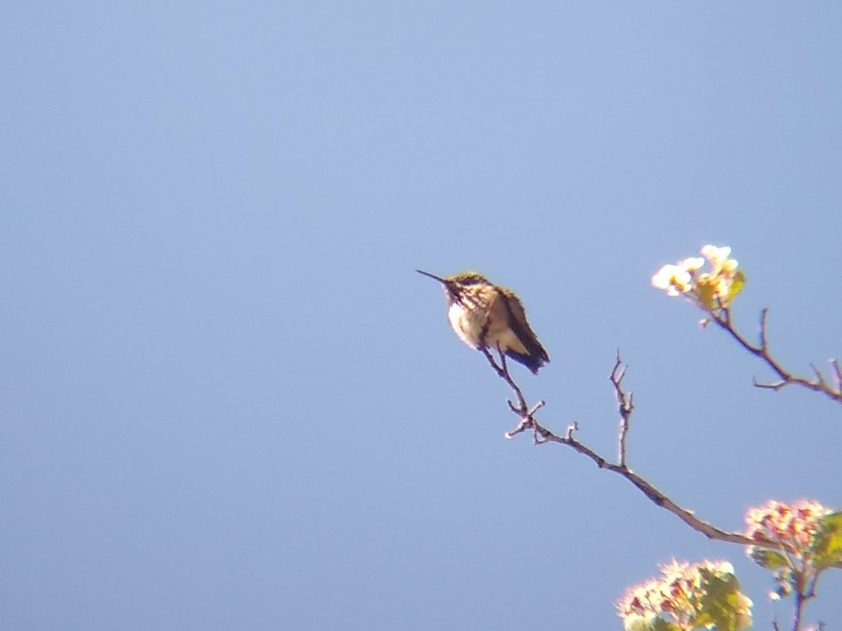 Calliope Hummingbird - ML619490094