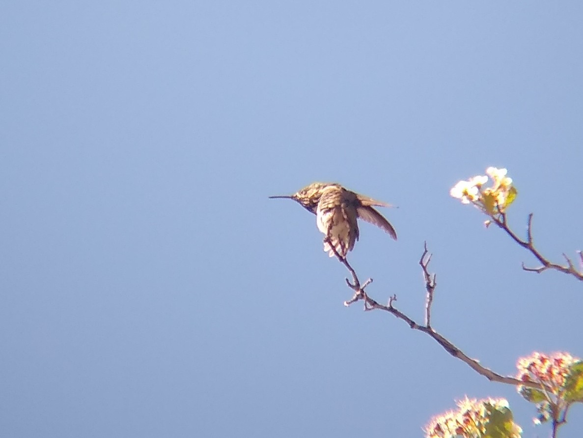 Calliope Hummingbird - ML619490115
