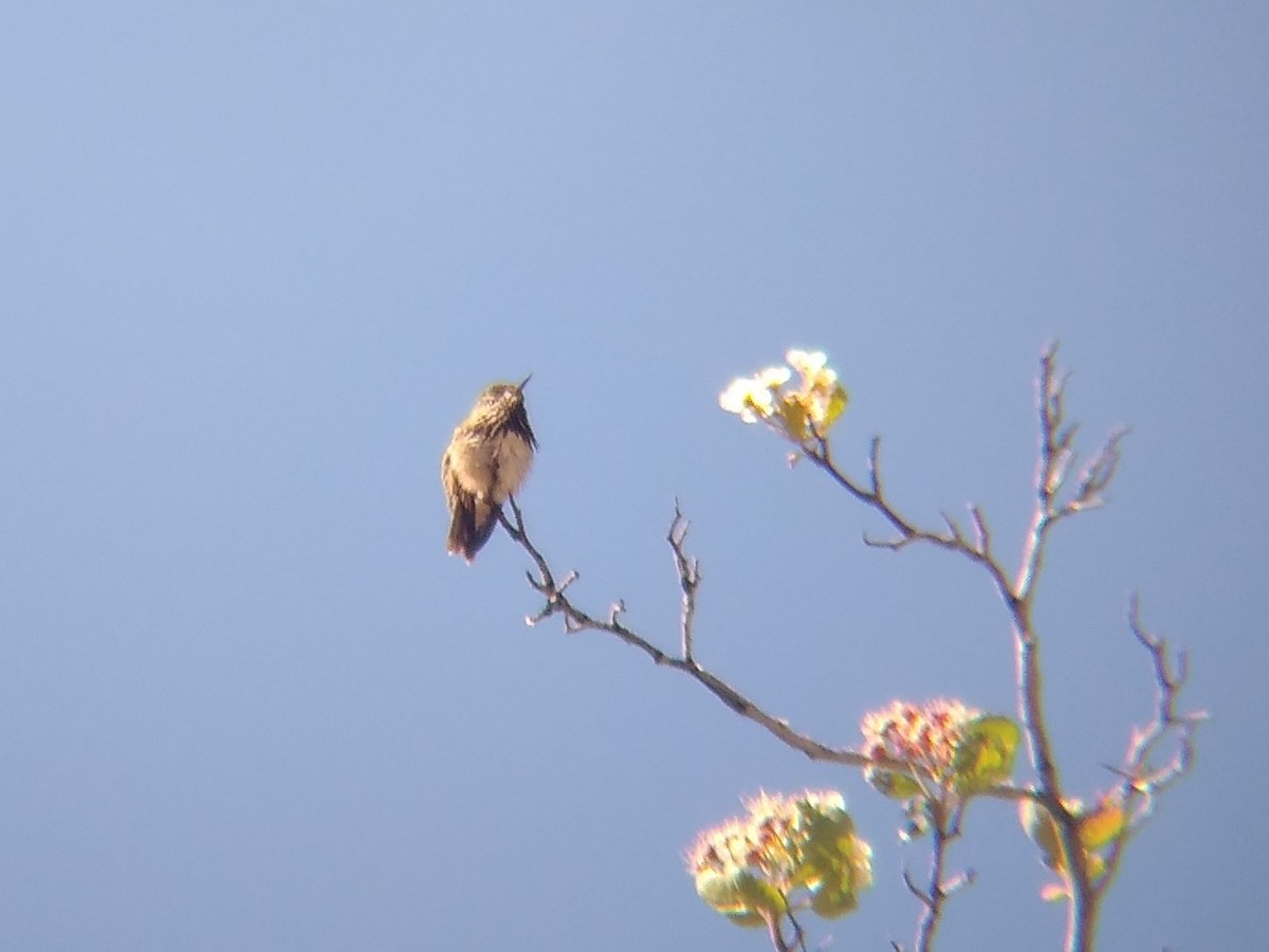 Calliope Hummingbird - ML619490124