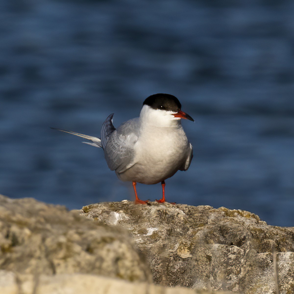 Common Tern - ML619490130