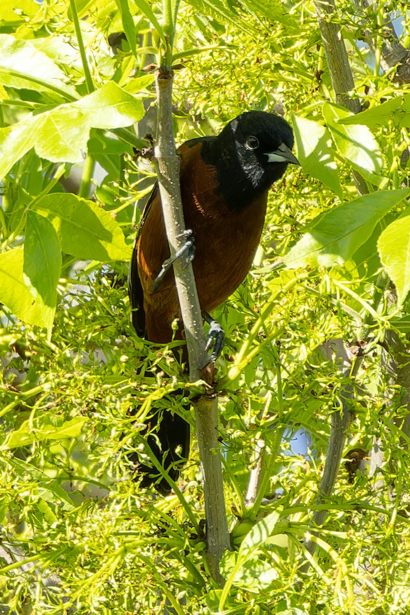 Orchard Oriole - ML619490134