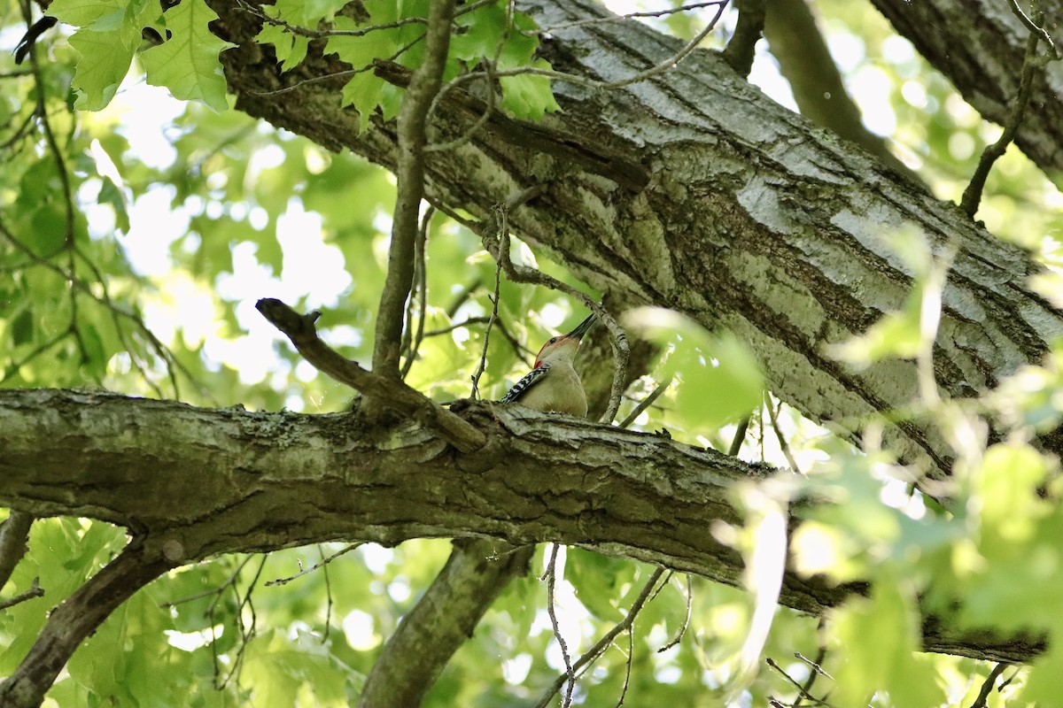 Red-bellied Woodpecker - ML619490147