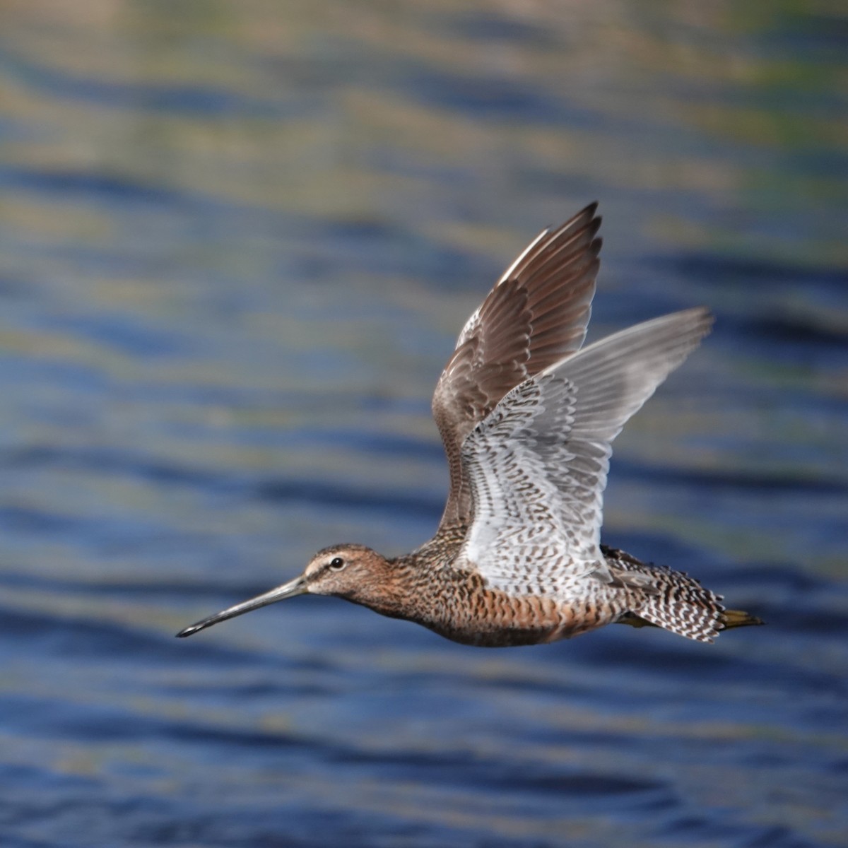 Long-billed Dowitcher - ML619490159