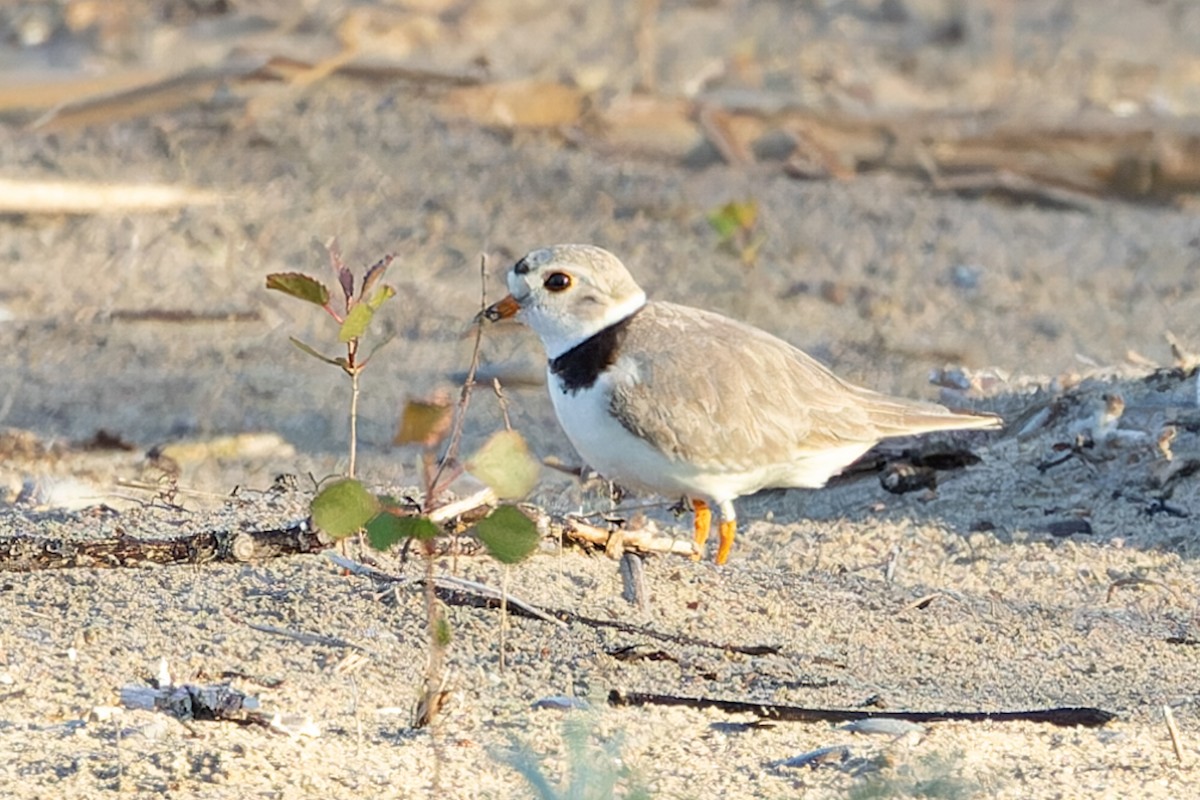 Piping Plover - ML619490164