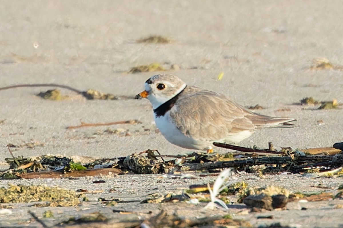 Piping Plover - ML619490165