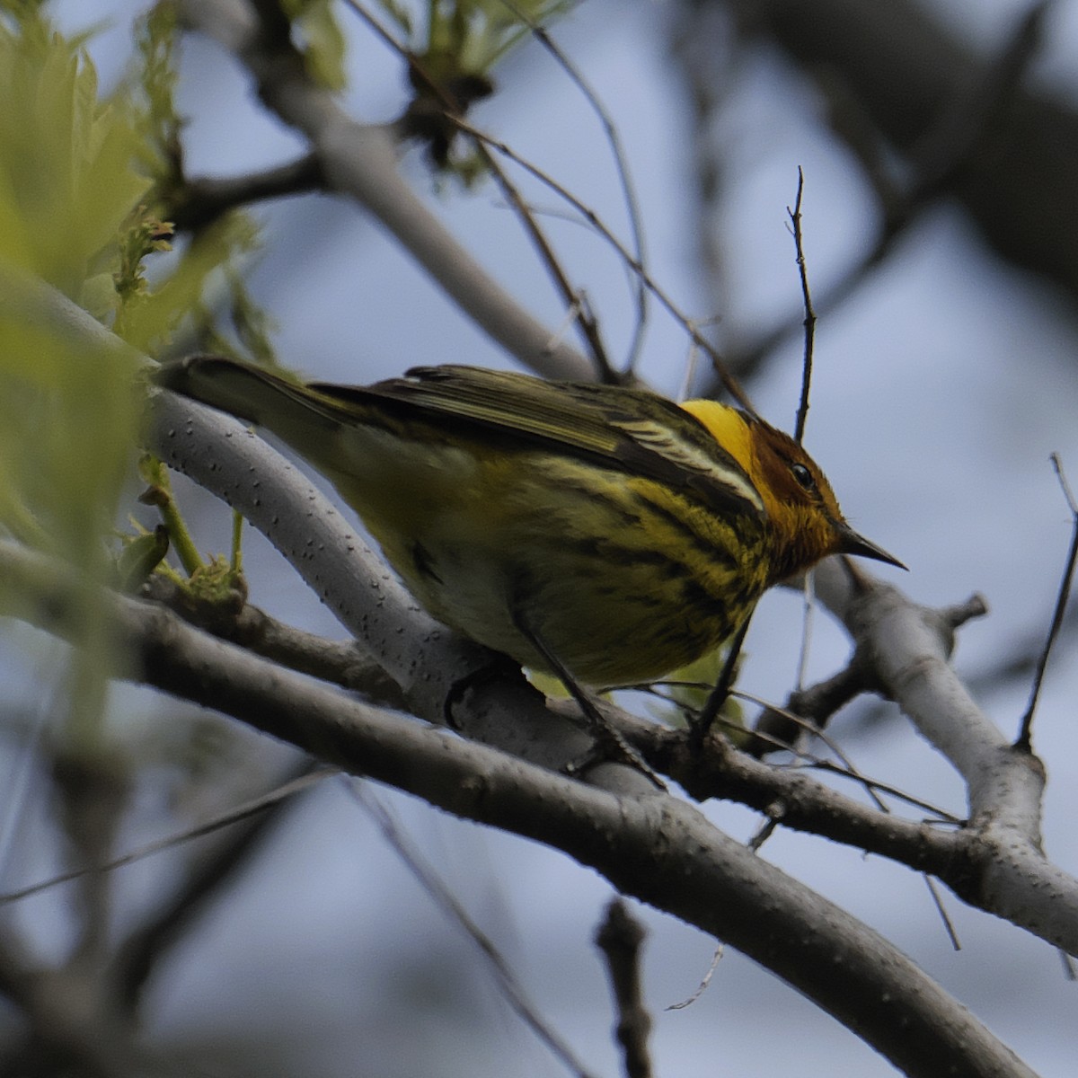 Cape May Warbler - ML619490178