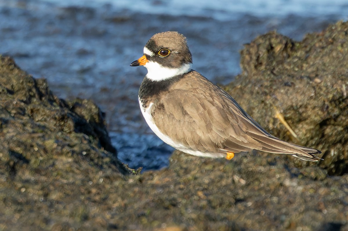 Semipalmated Plover - ML619490190
