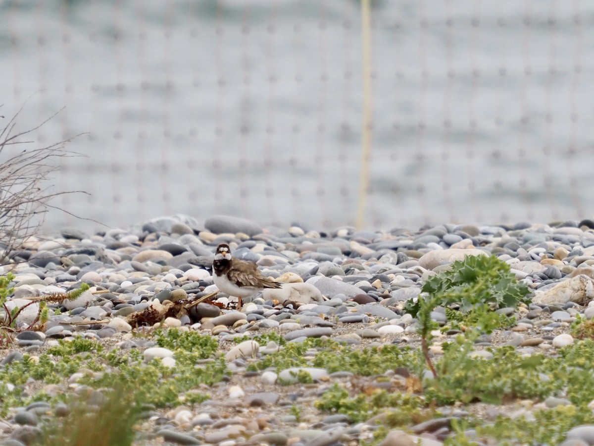 Common Ringed Plover - ML619490196