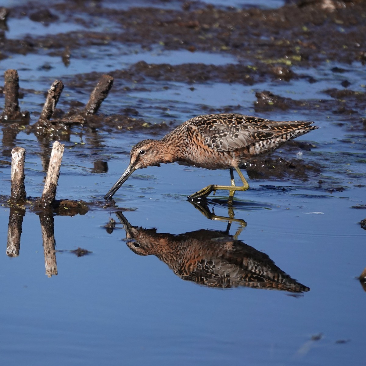 Long-billed Dowitcher - ML619490234