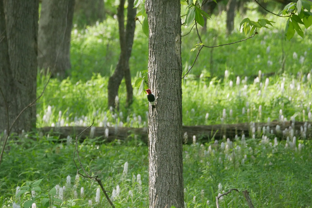 Red-headed Woodpecker - ML619490285