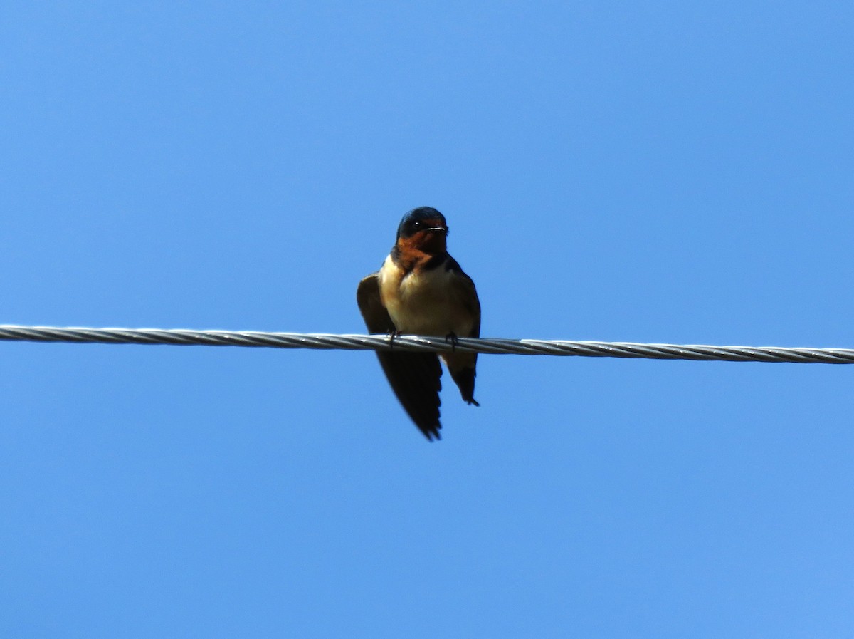 Barn Swallow - ML619490305