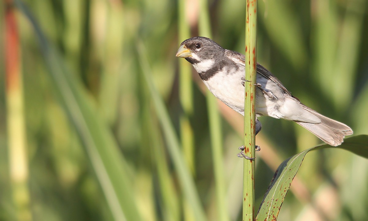 Double-collared Seedeater - ML619490314