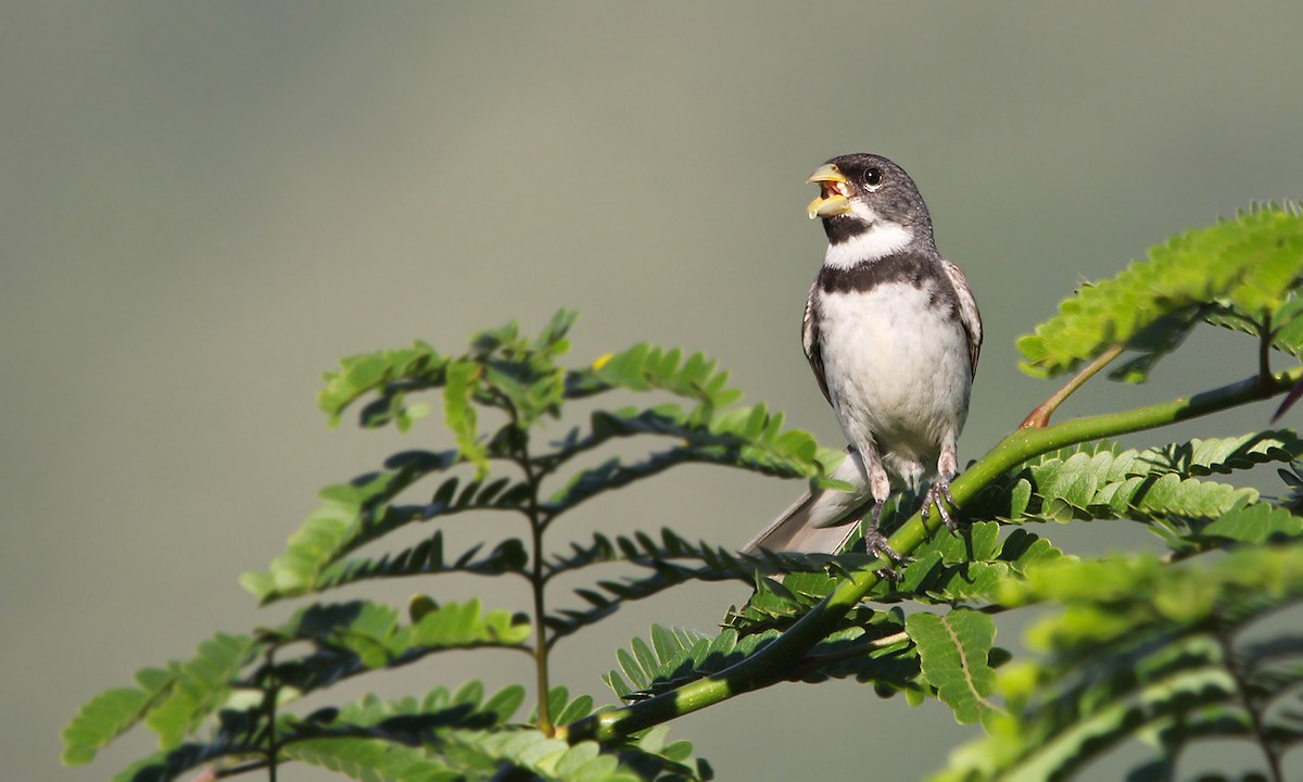 Double-collared Seedeater - ML619490315