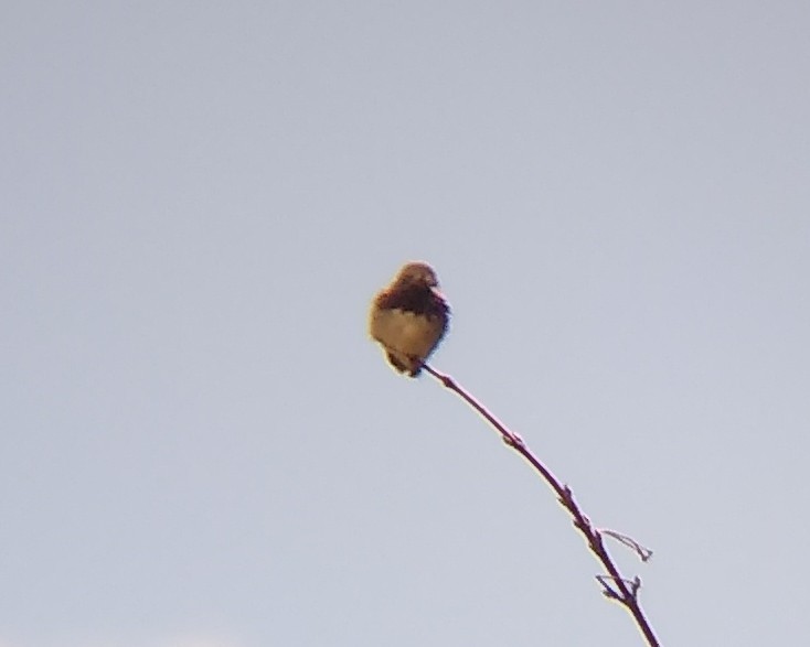 Calliope Hummingbird - ML619490317