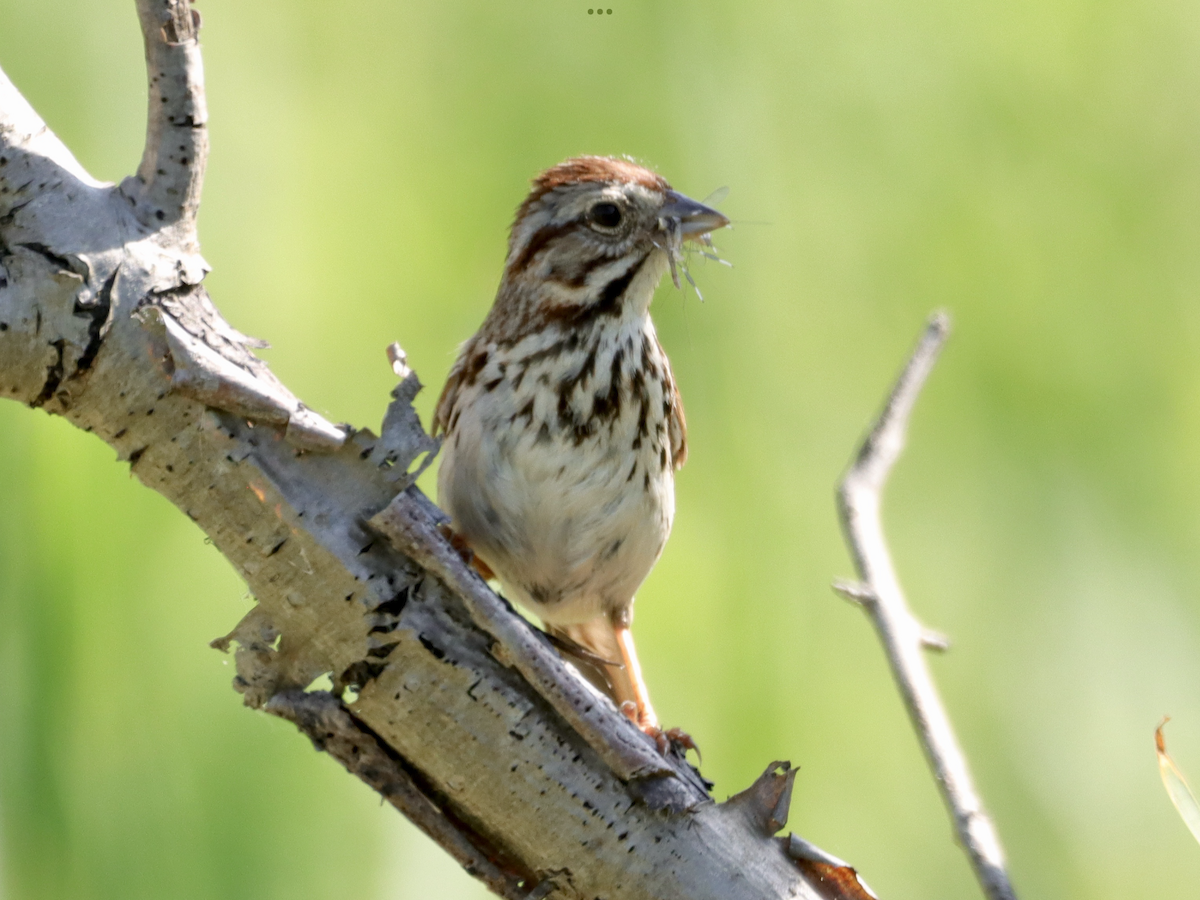 Song Sparrow - ML619490322