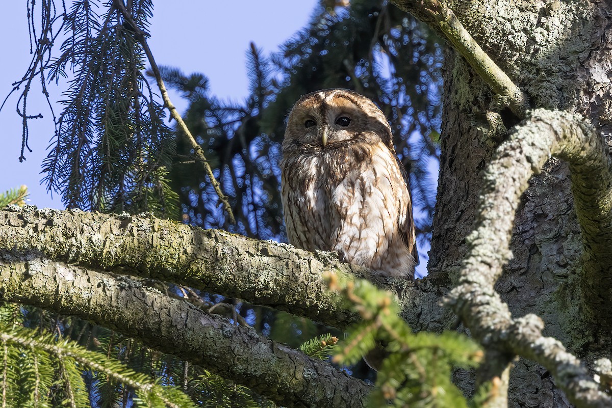 Tawny Owl - ML619490364