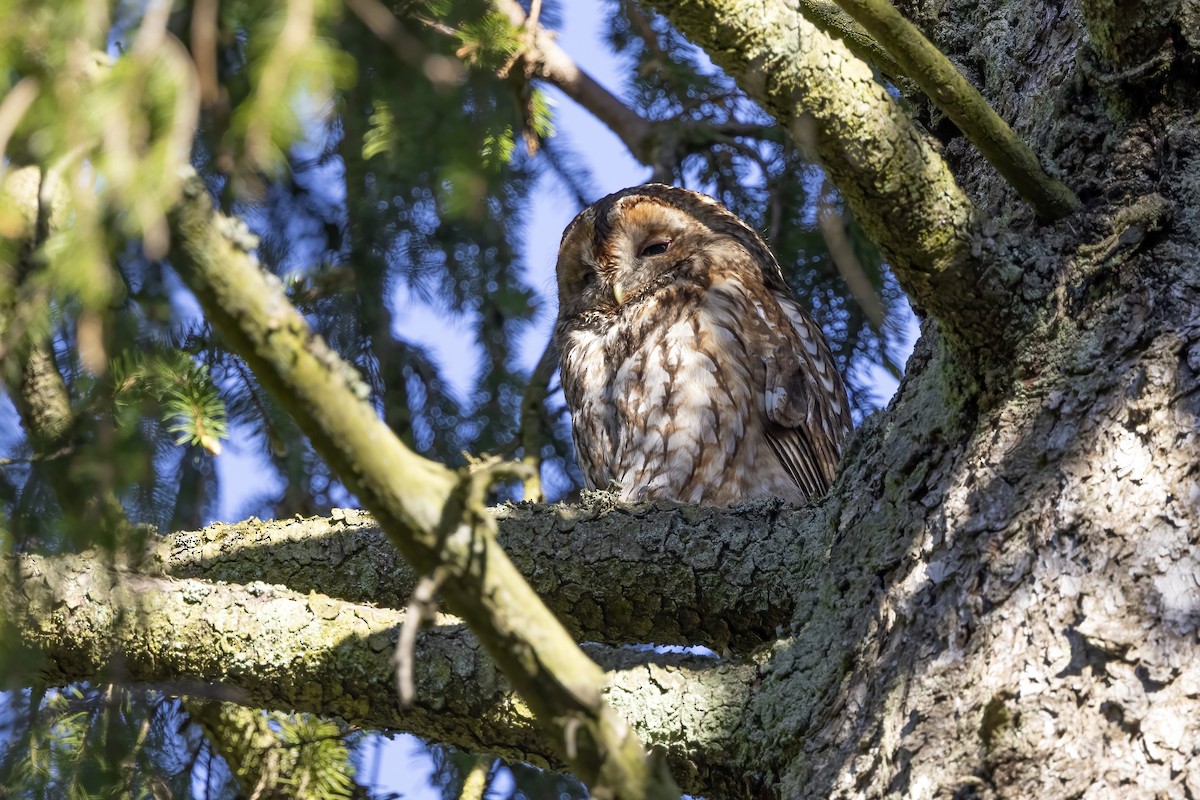 Tawny Owl - ML619490366