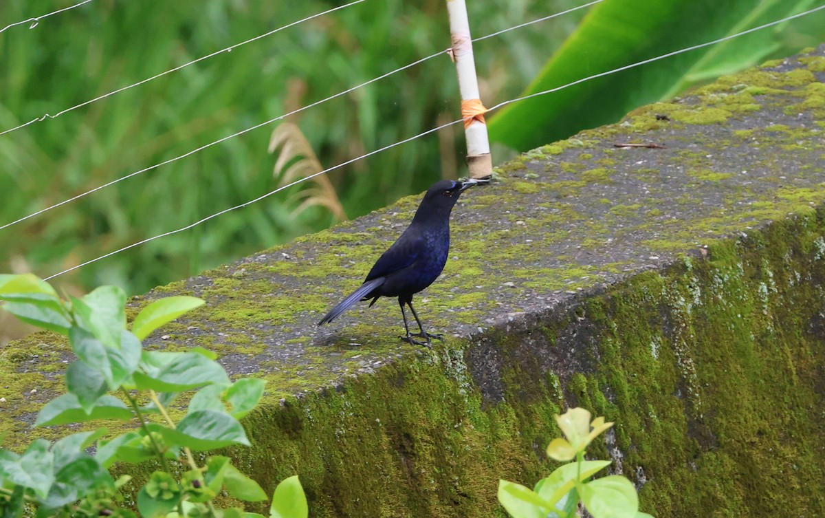 Тайваньская синяя птица - ML619490386