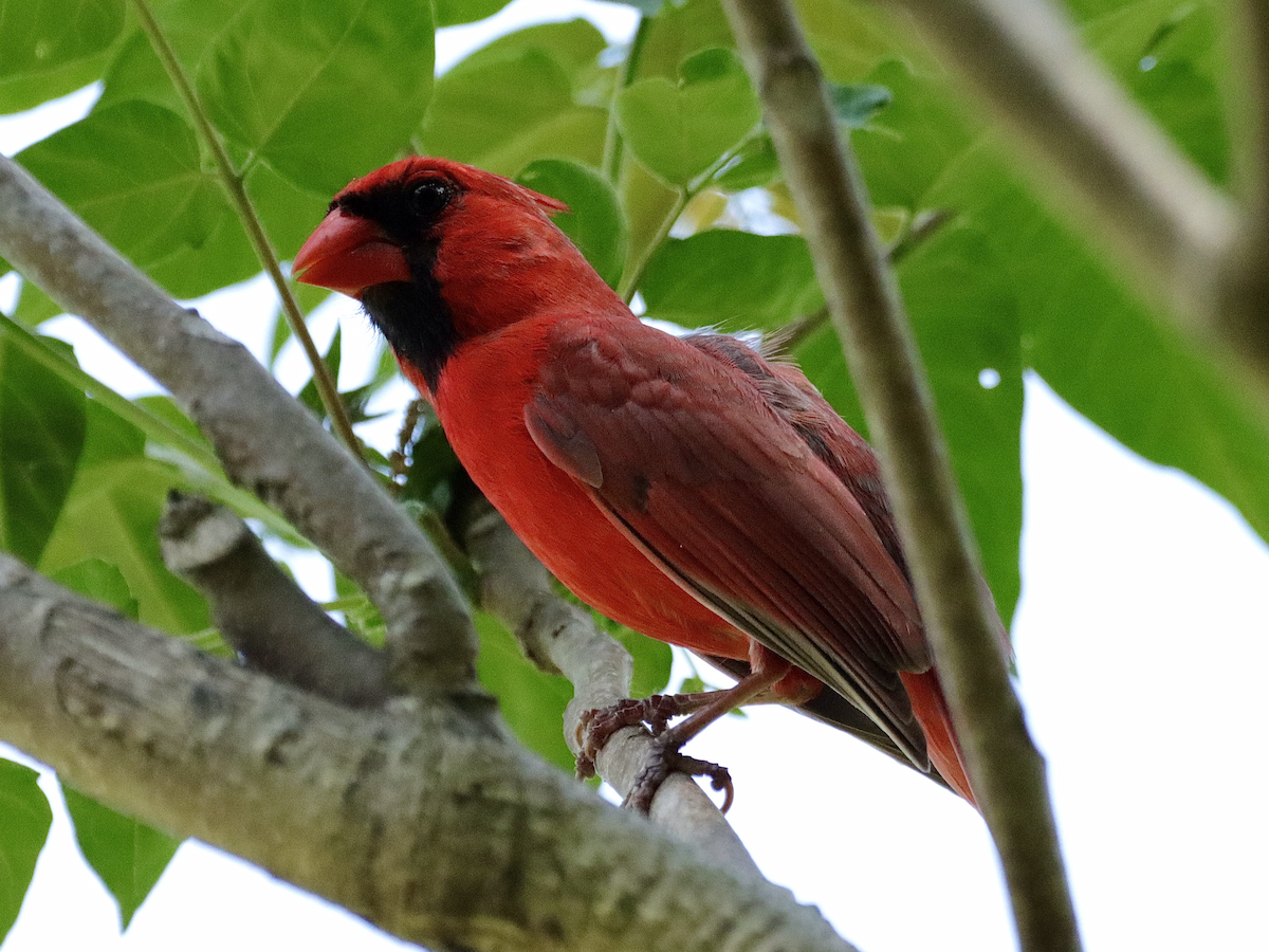 Cardinal rouge - ML619490400