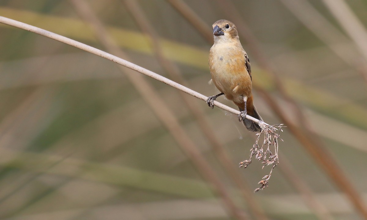 Rusty-collared Seedeater - ML619490488