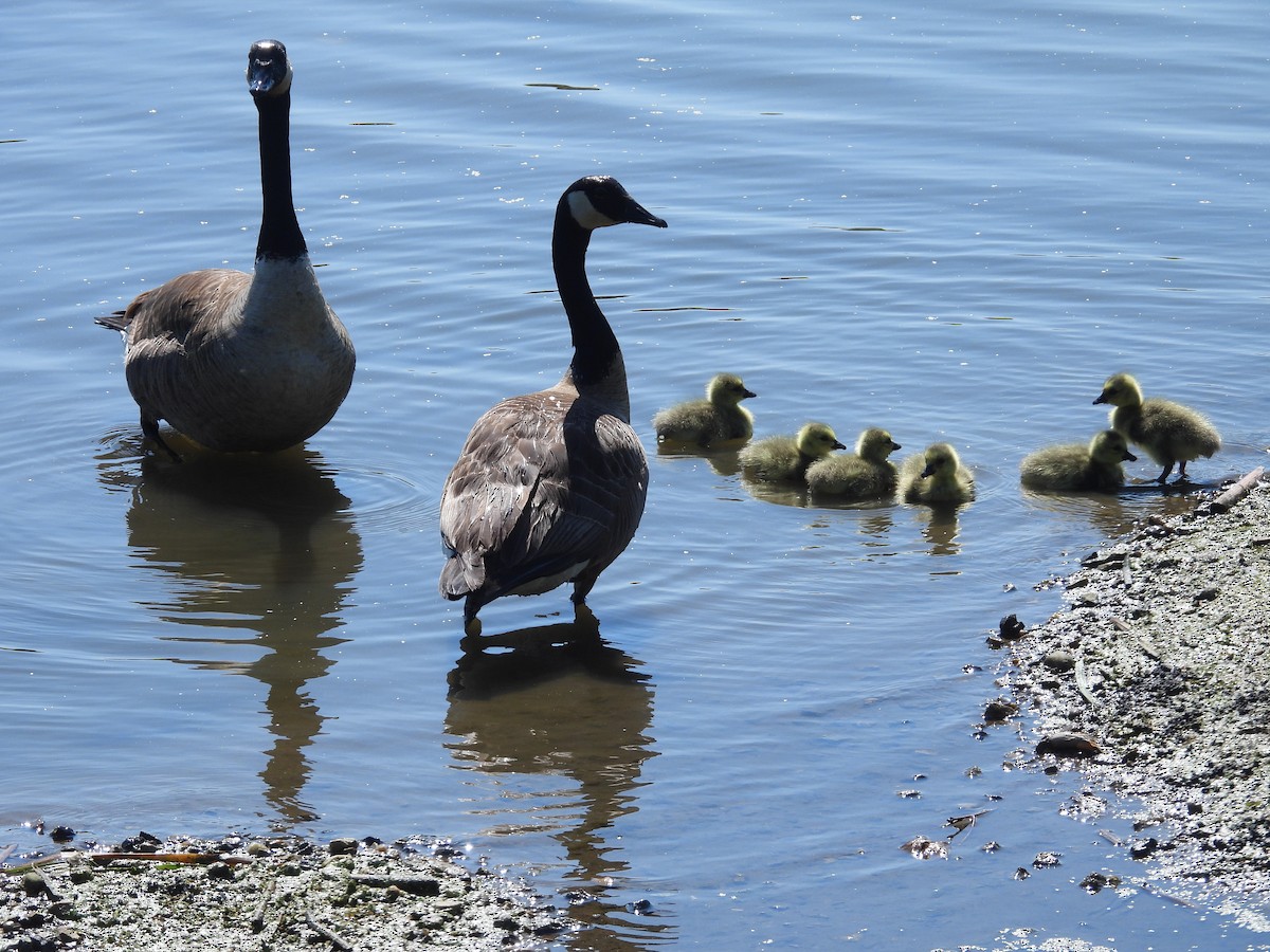 Canada Goose - ML619490549