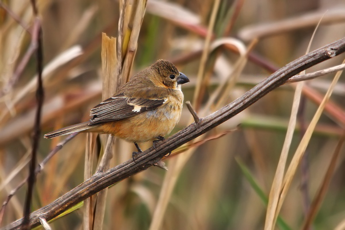 Rusty-collared Seedeater - ML619490558
