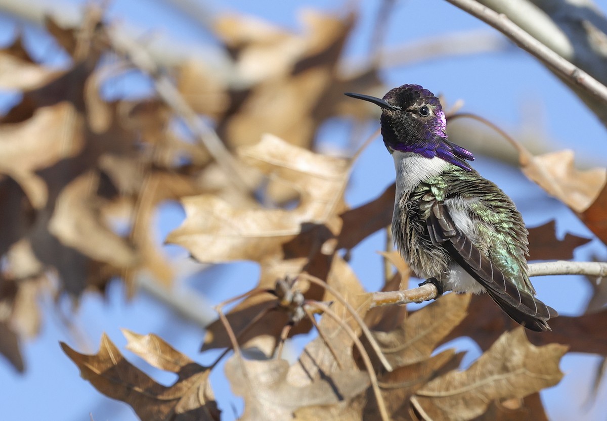 Costa's Hummingbird - ML619490588