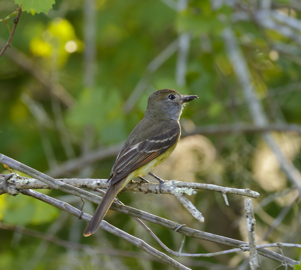 Great Crested Flycatcher - ML619490592