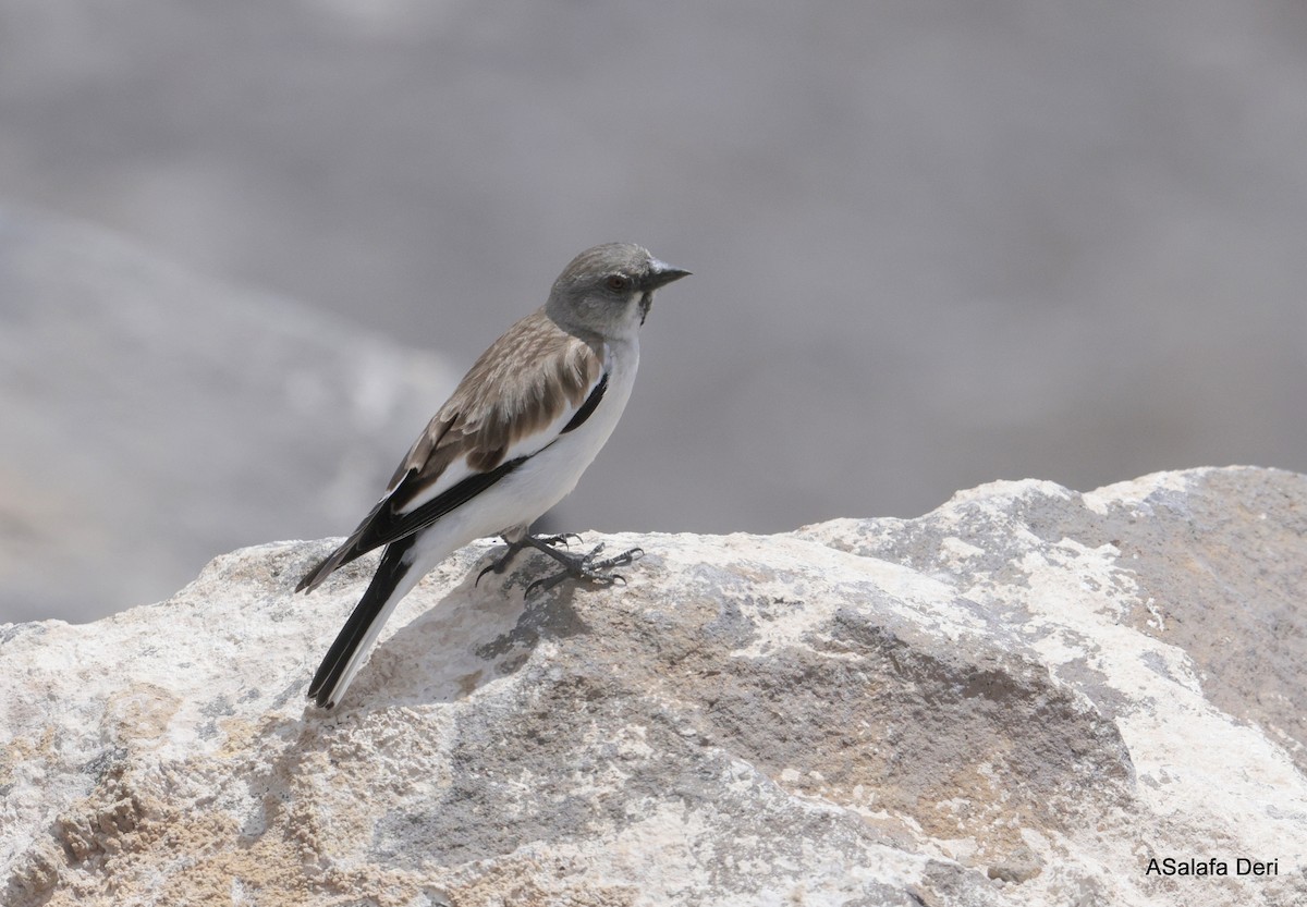 White-winged Snowfinch - ML619490596