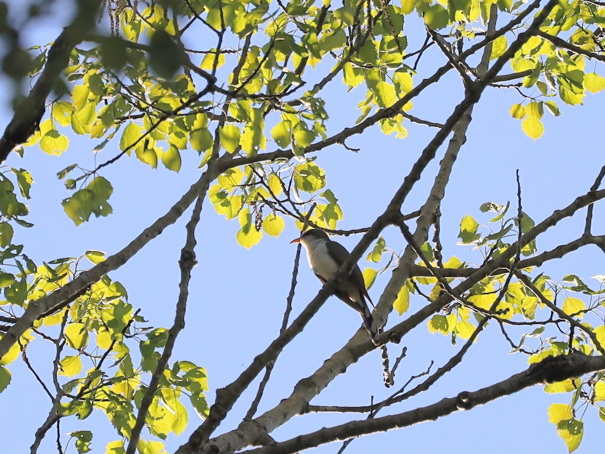 Yellow-billed Cuckoo - ML619490632