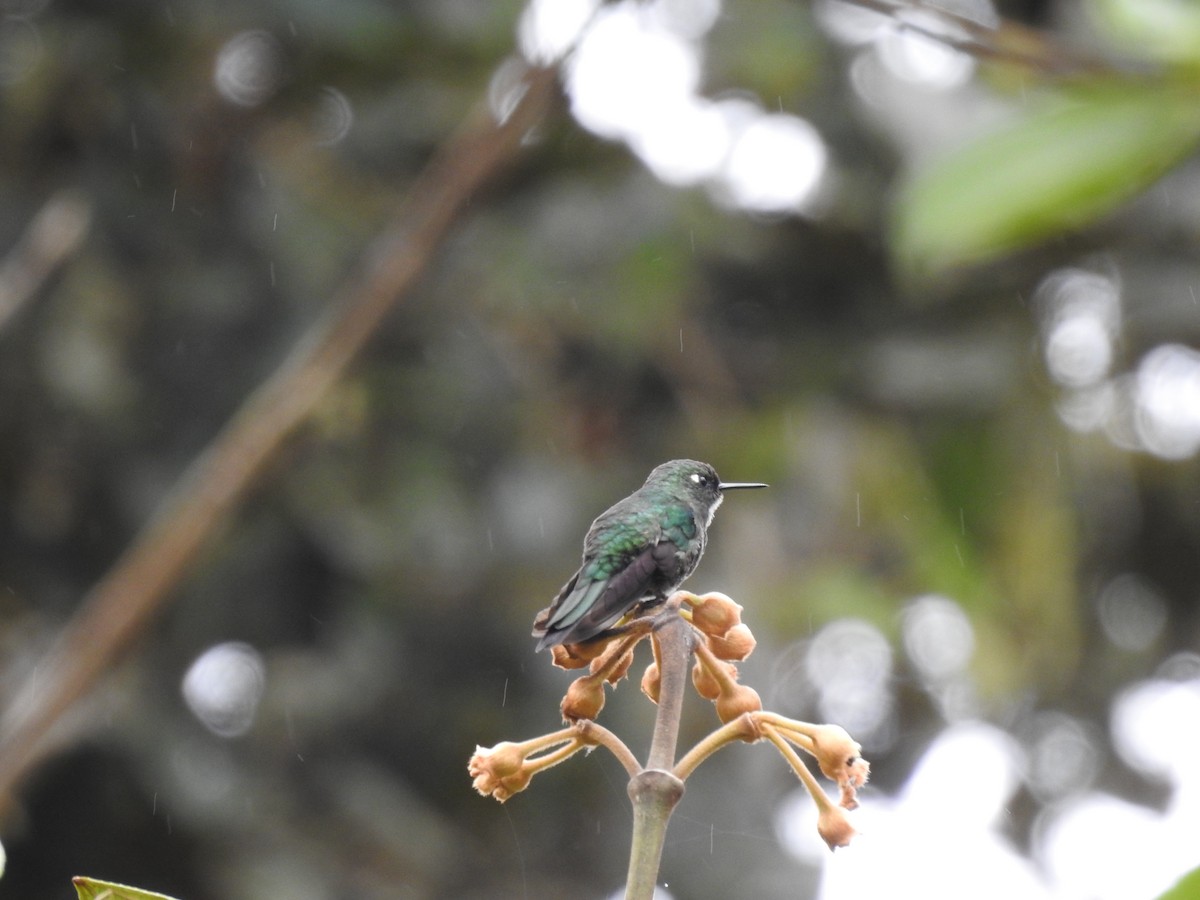 kolibřík turmalinový - ML619490654